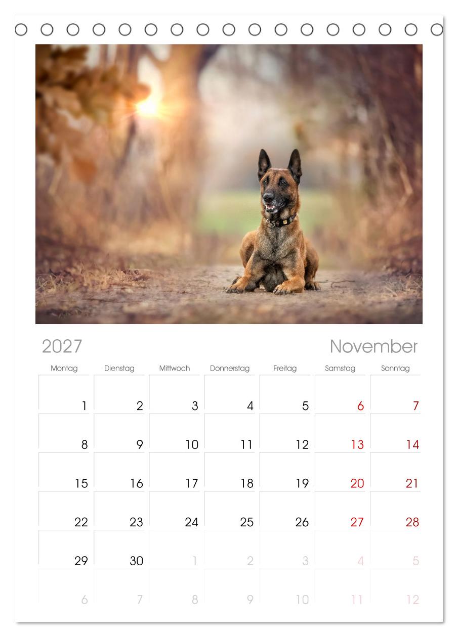 Traumhund Malinois