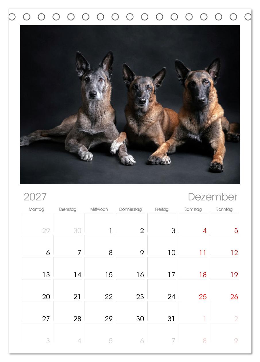 Traumhund Malinois