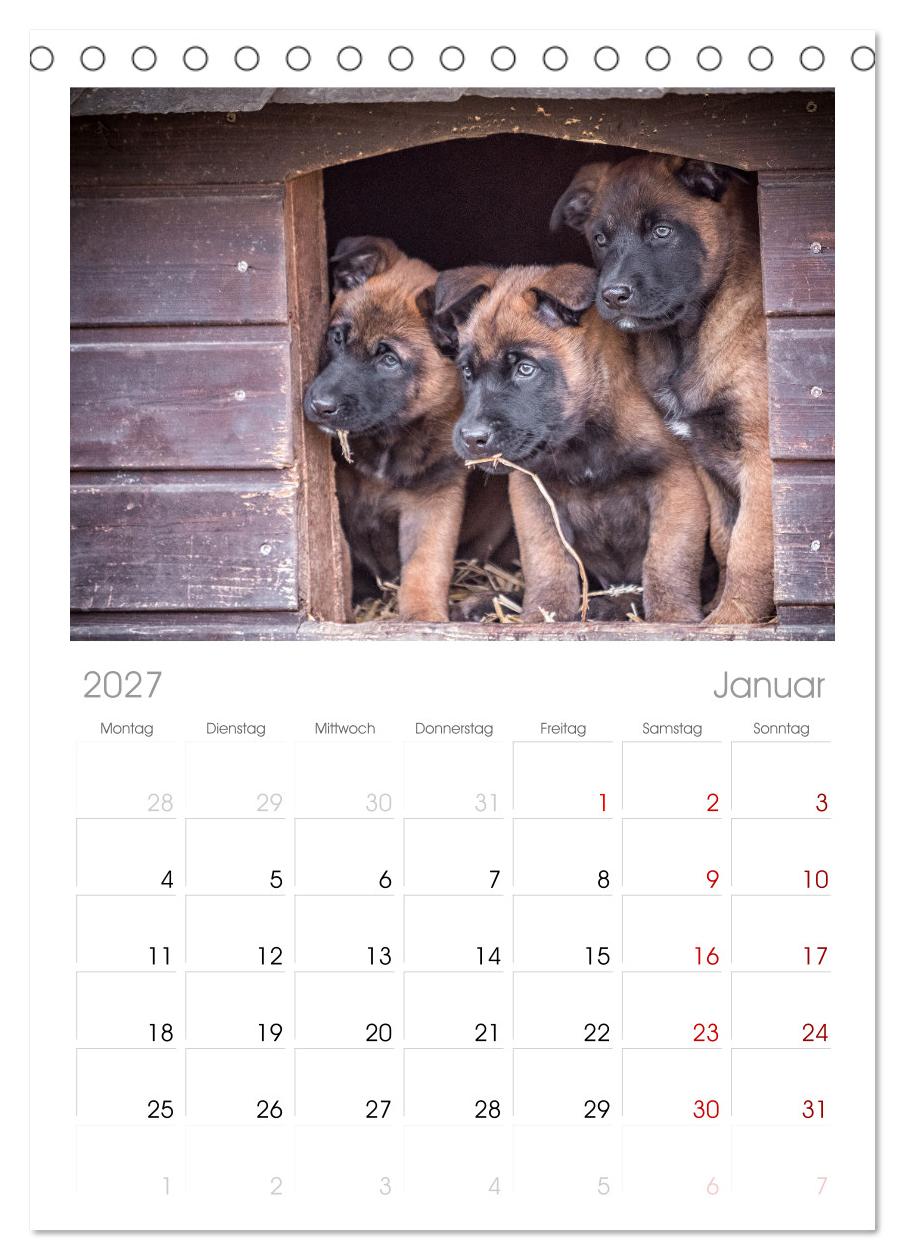 Traumhund Malinois