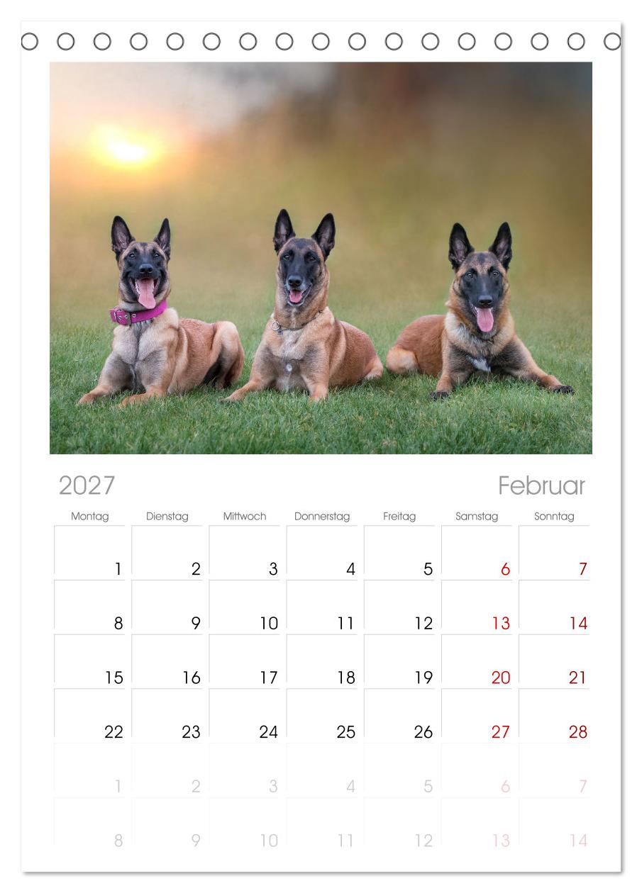 Traumhund Malinois