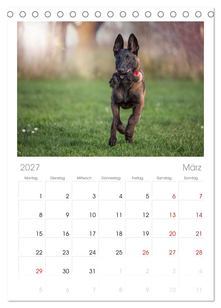 Traumhund Malinois