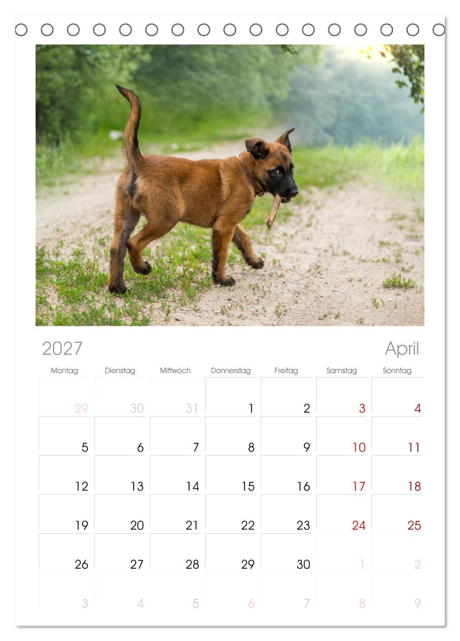 Traumhund Malinois