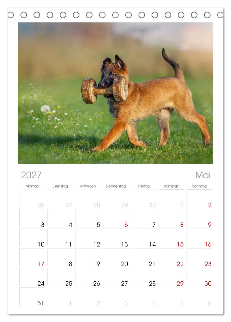 Traumhund Malinois