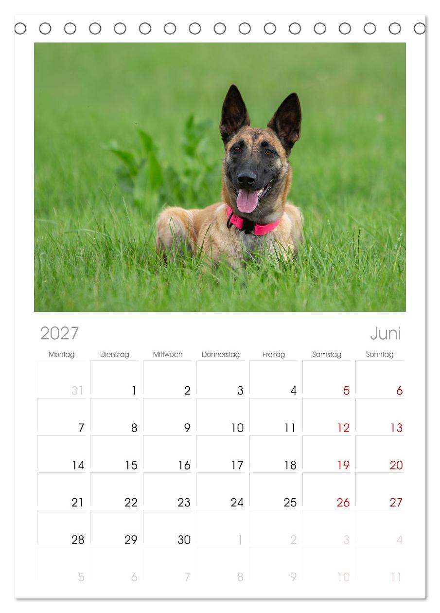 Traumhund Malinois