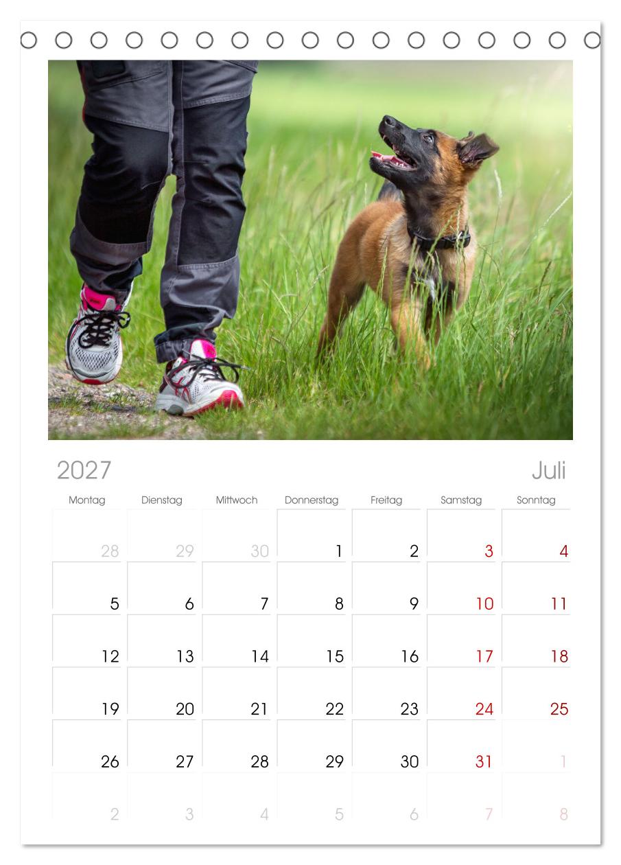 Traumhund Malinois
