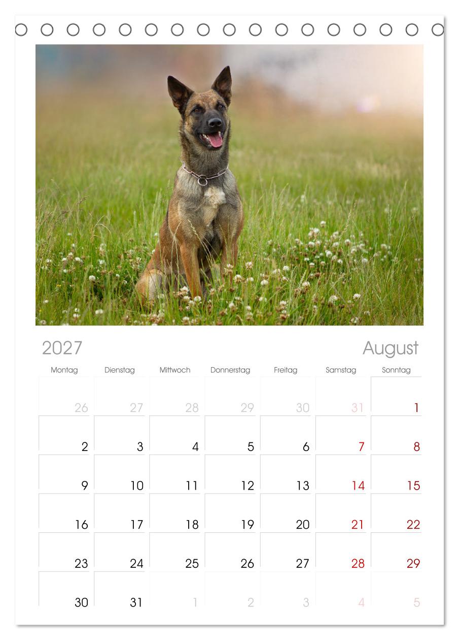 Traumhund Malinois
