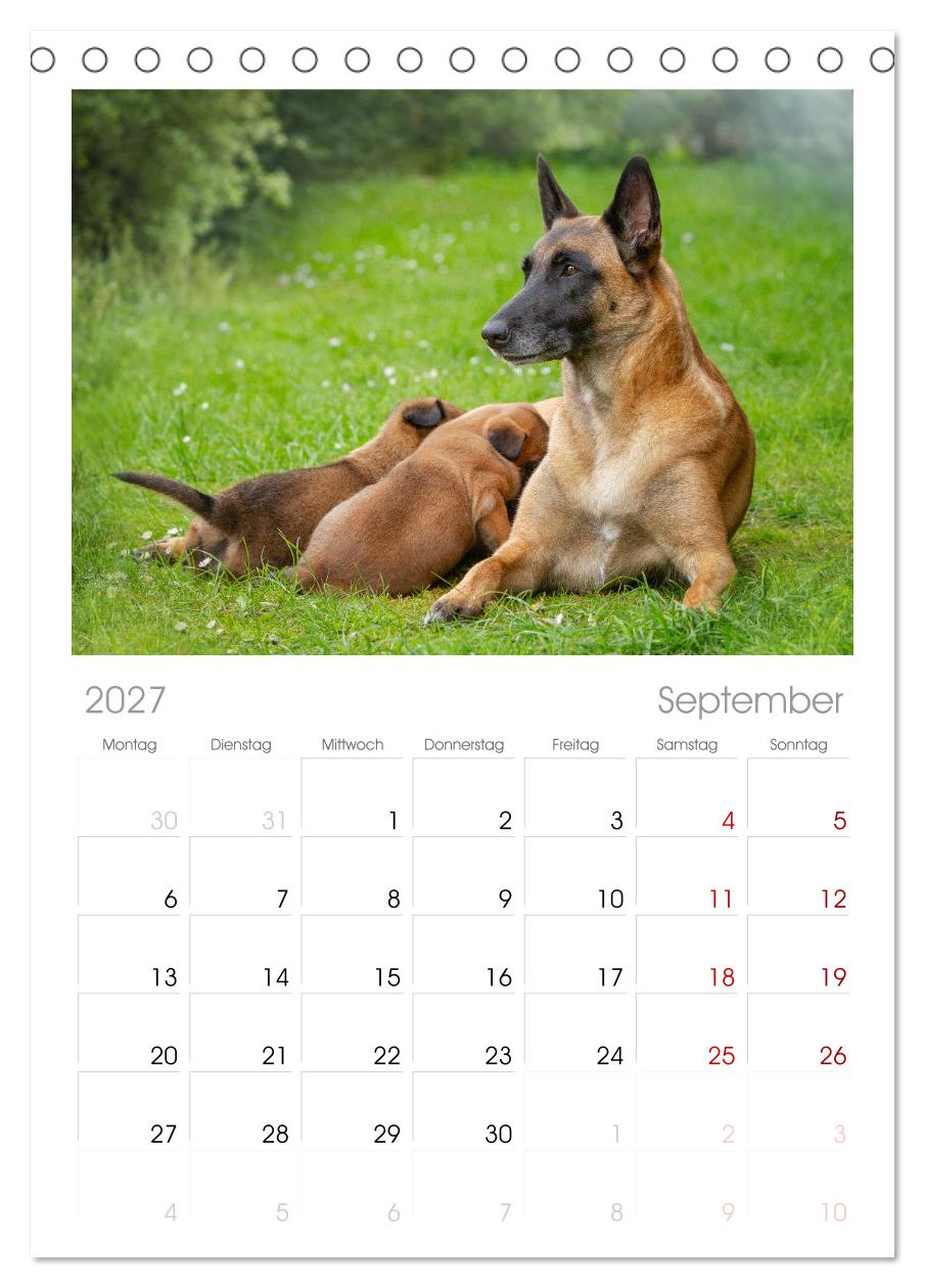 Traumhund Malinois