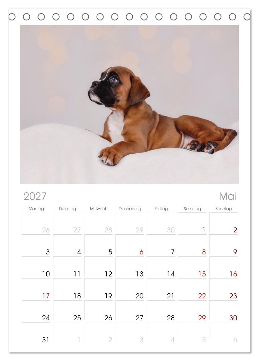 Boxer Welpen einfach zuckersüß
