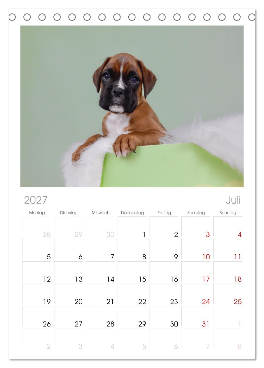Boxer Welpen einfach zuckersüß