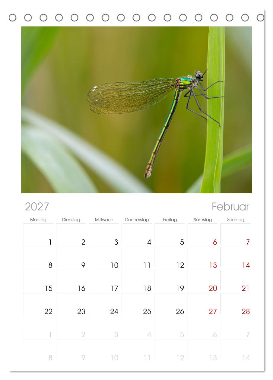 Naturwunder Libellen