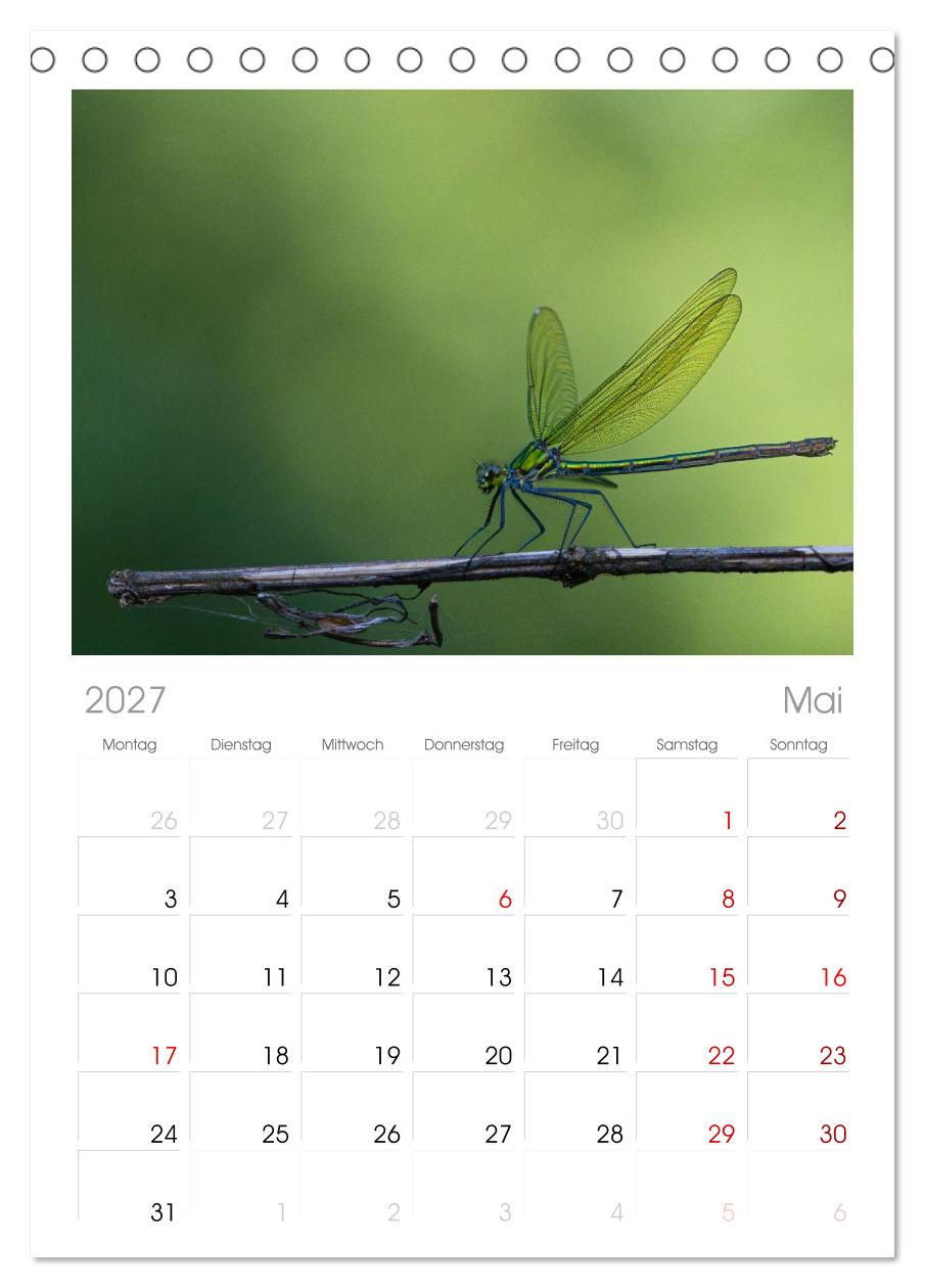 Naturwunder Libellen