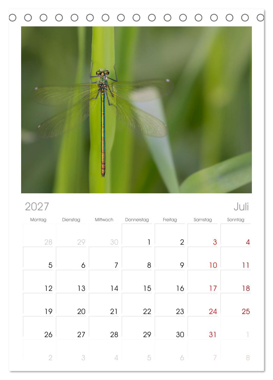 Naturwunder Libellen