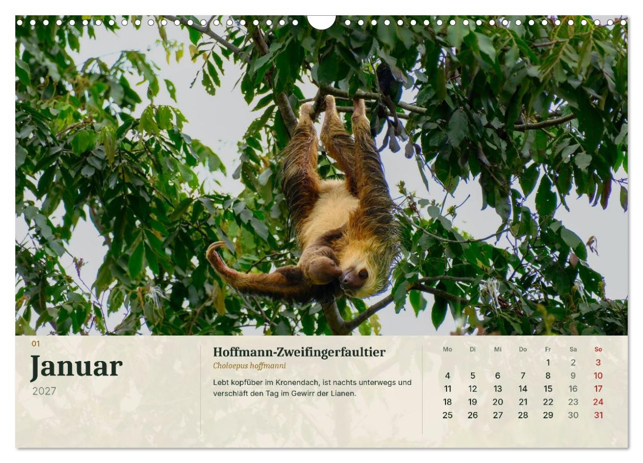 Tierbegegnungen in Costa Rica