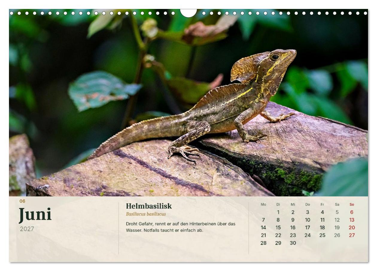 Tierbegegnungen in Costa Rica