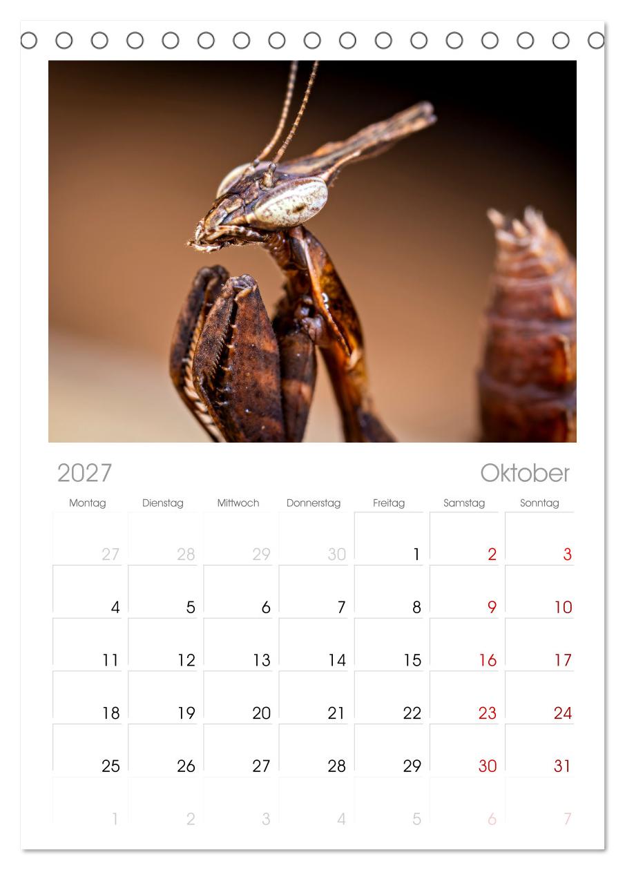 Im Bann der Mantis