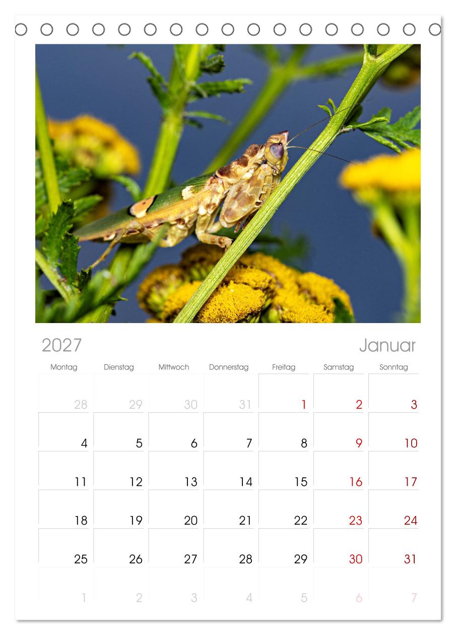 Im Bann der Mantis