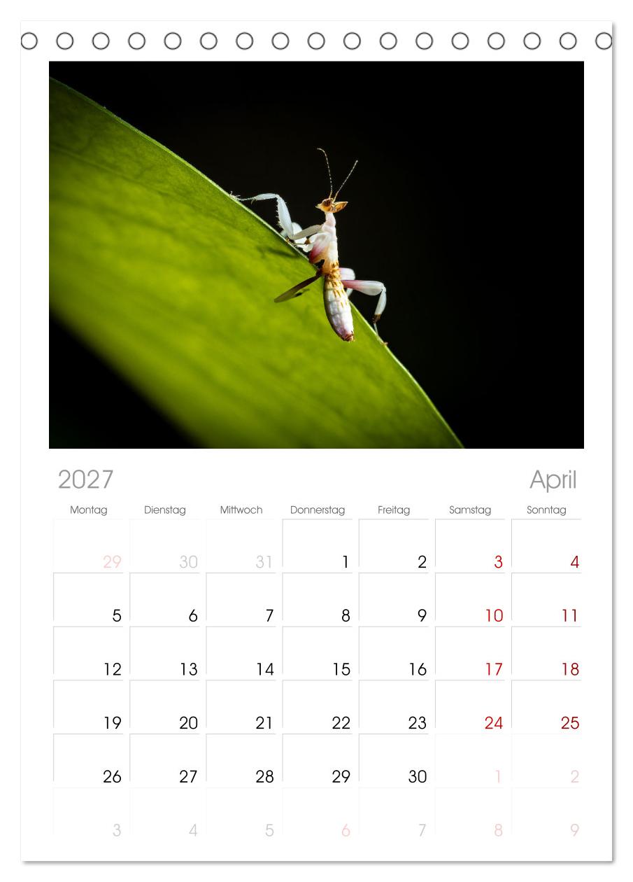 Im Bann der Mantis