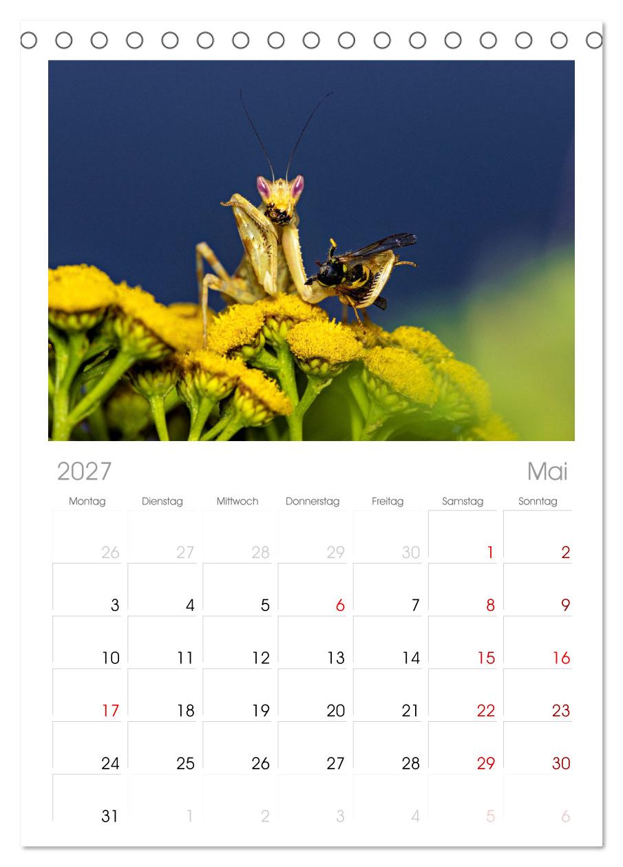 Im Bann der Mantis