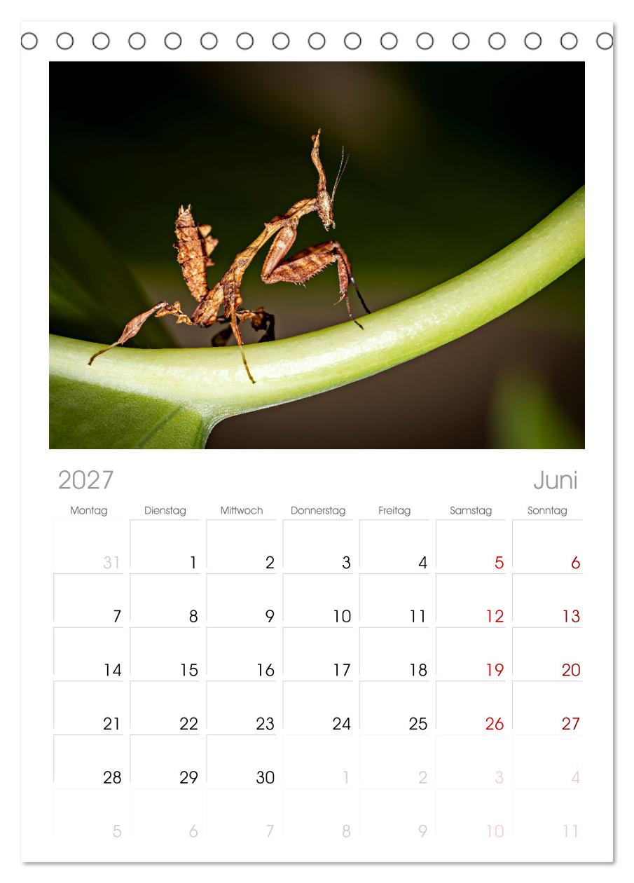 Im Bann der Mantis