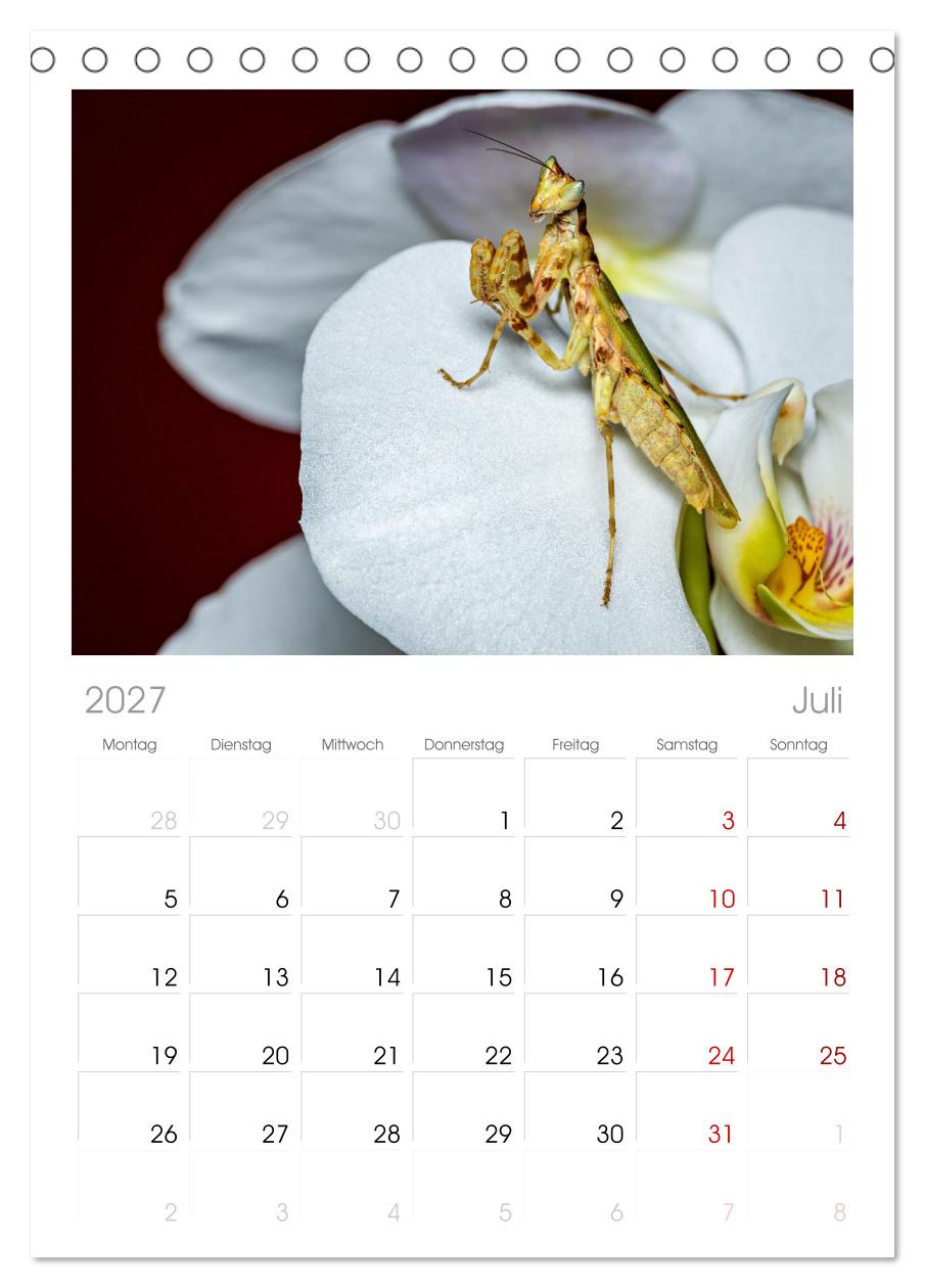 Im Bann der Mantis