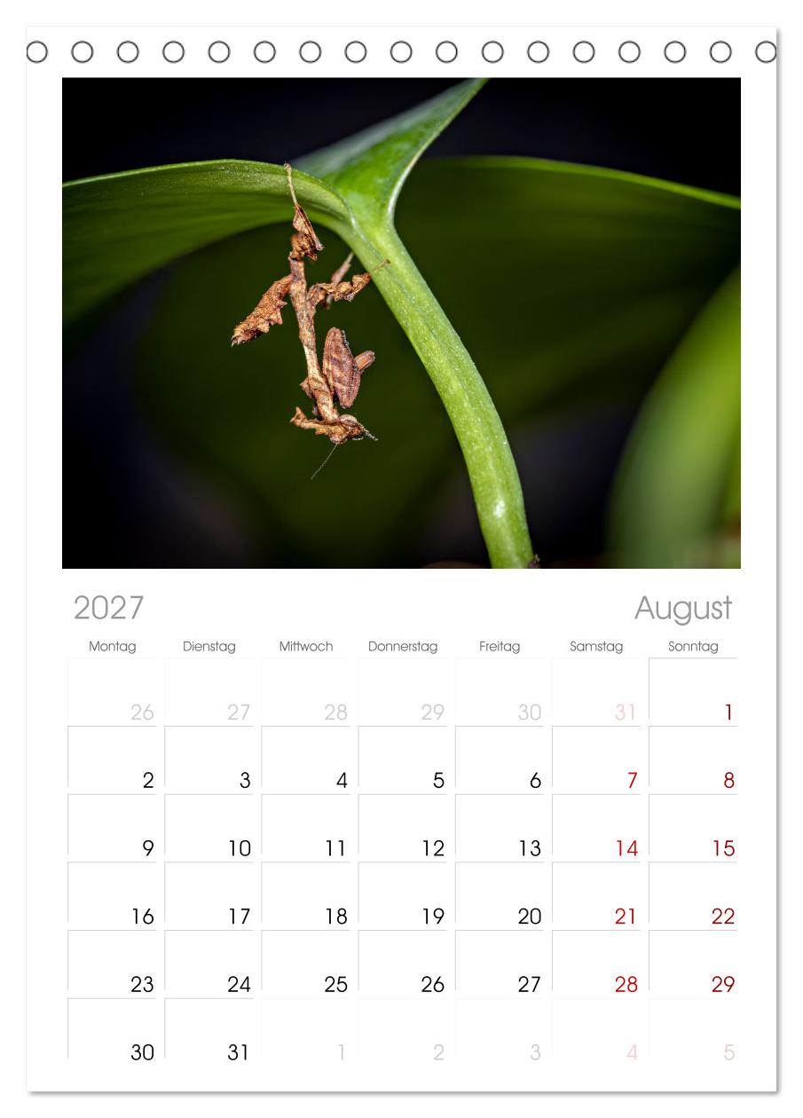 Im Bann der Mantis
