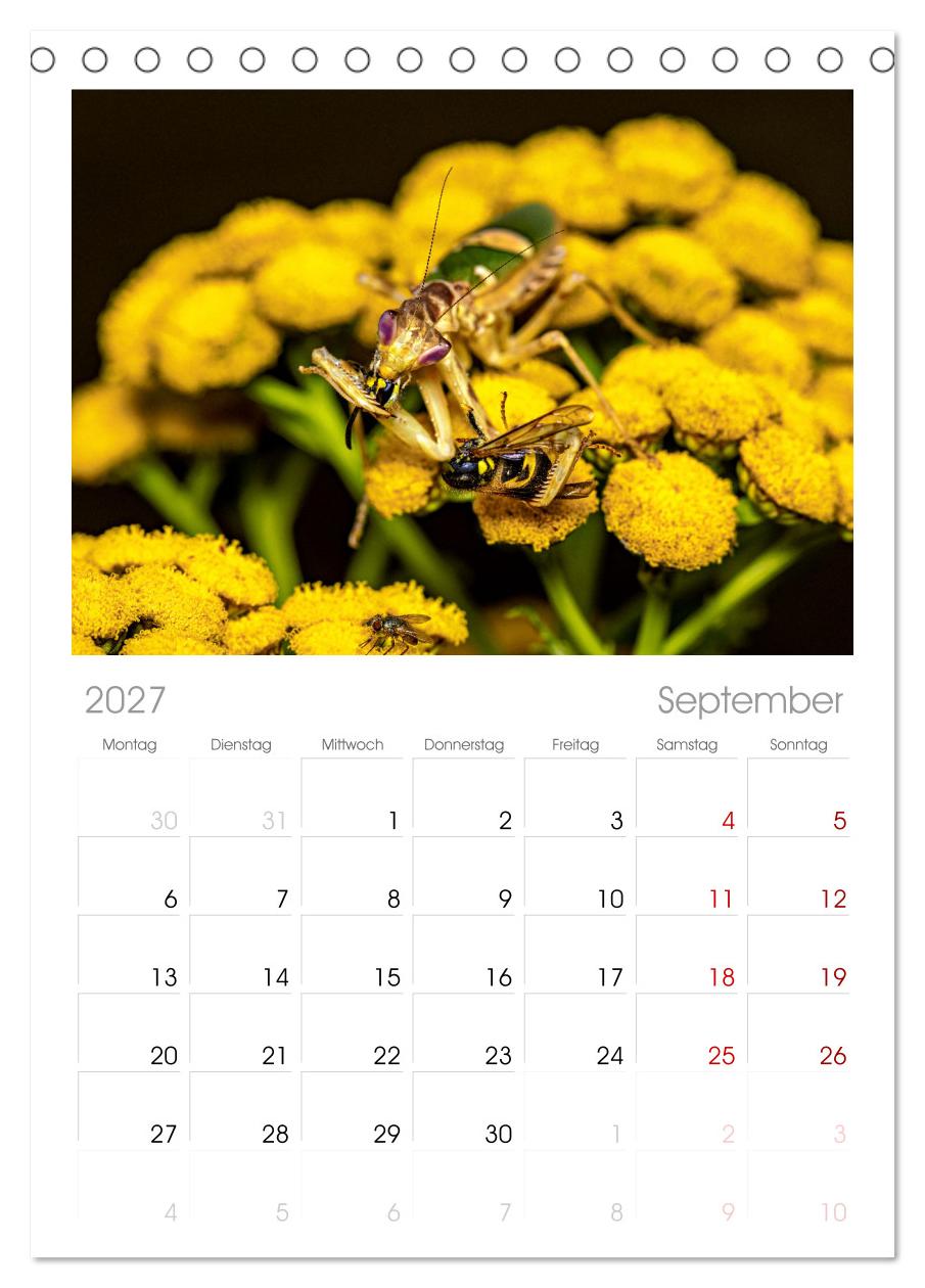 Im Bann der Mantis