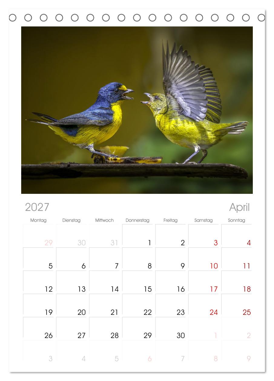 Tropische Vögel Costa Ricas
