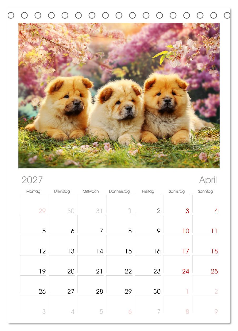 Chow Chow Momente. Fellpoesie aus dem Reich der Mitte