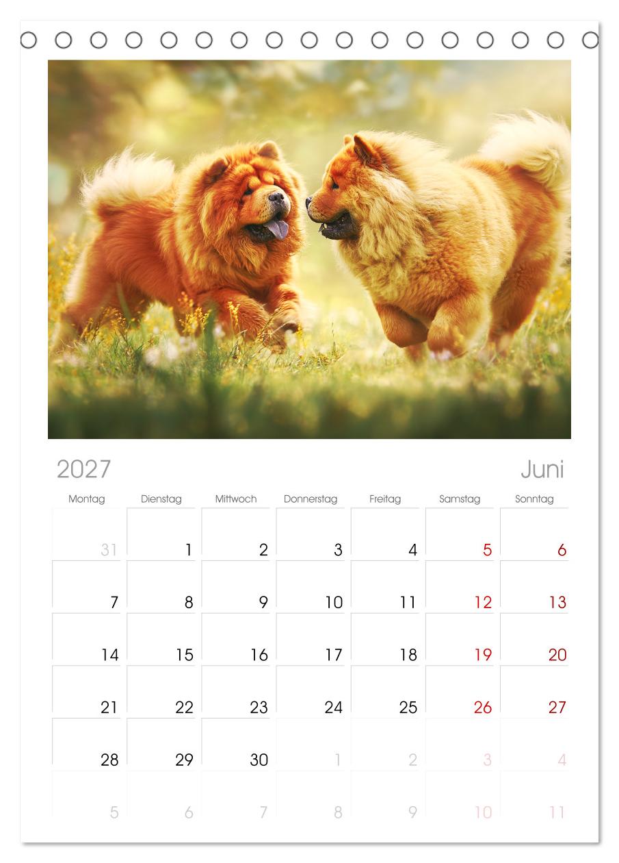 Chow Chow Momente. Fellpoesie aus dem Reich der Mitte