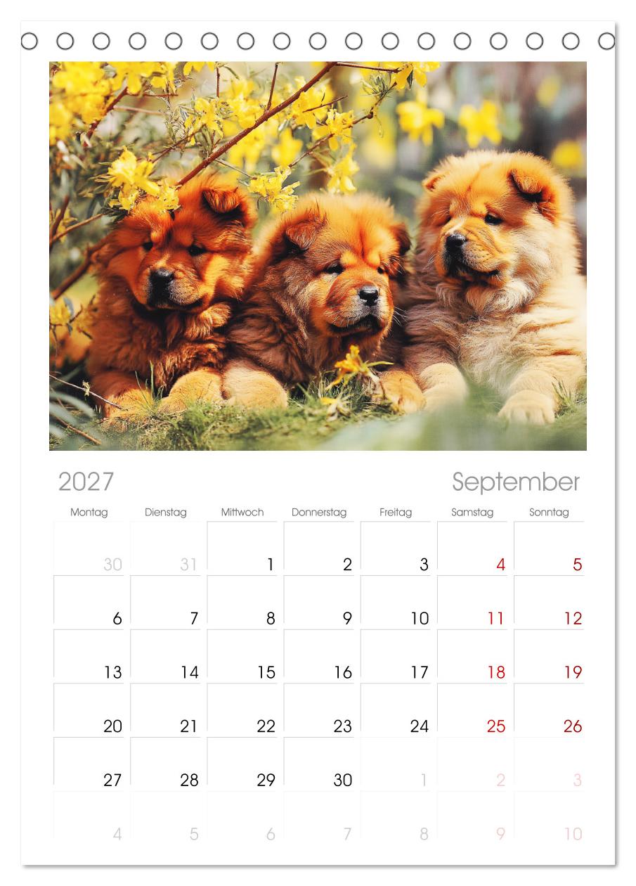 Chow Chow Momente. Fellpoesie aus dem Reich der Mitte