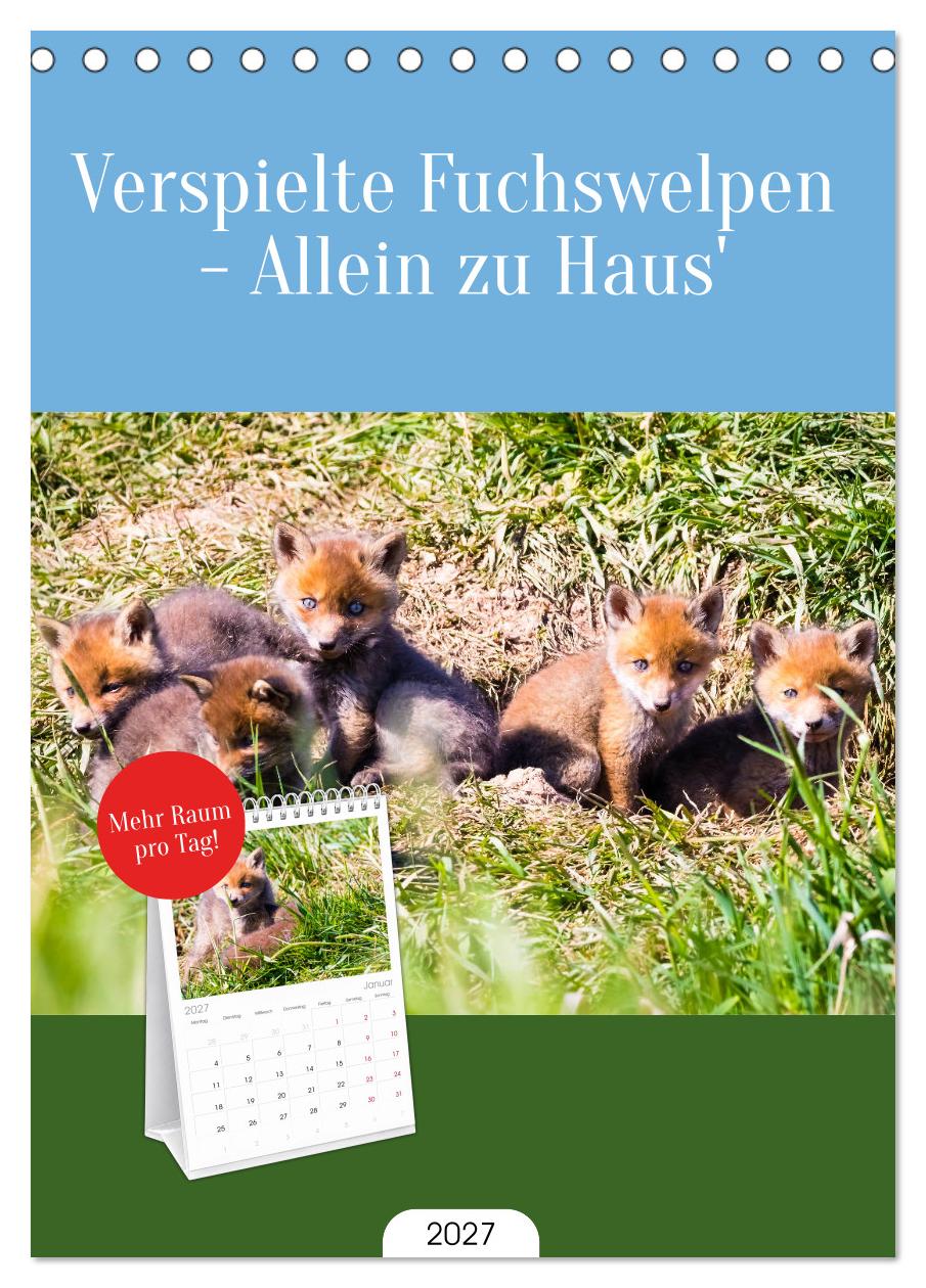Verspielte Fuchswelpen - Allein zu Haus'
