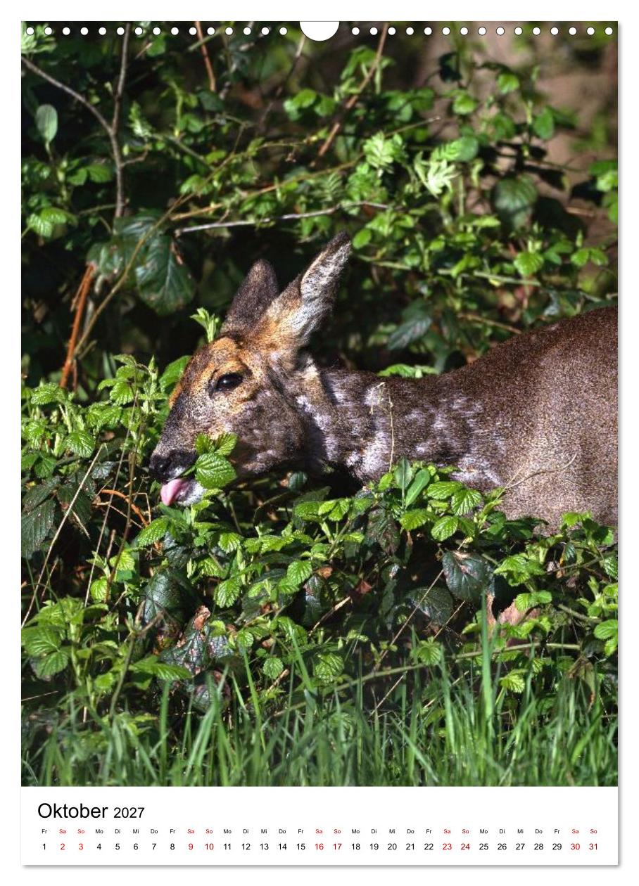 Auge in Auge: Die Welt der Rehe