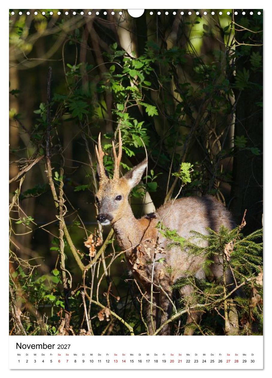 Auge in Auge: Die Welt der Rehe