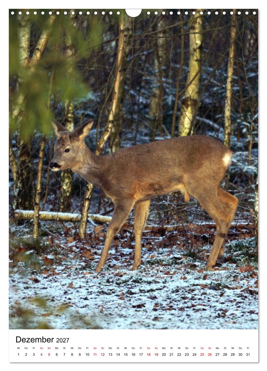 Auge in Auge: Die Welt der Rehe