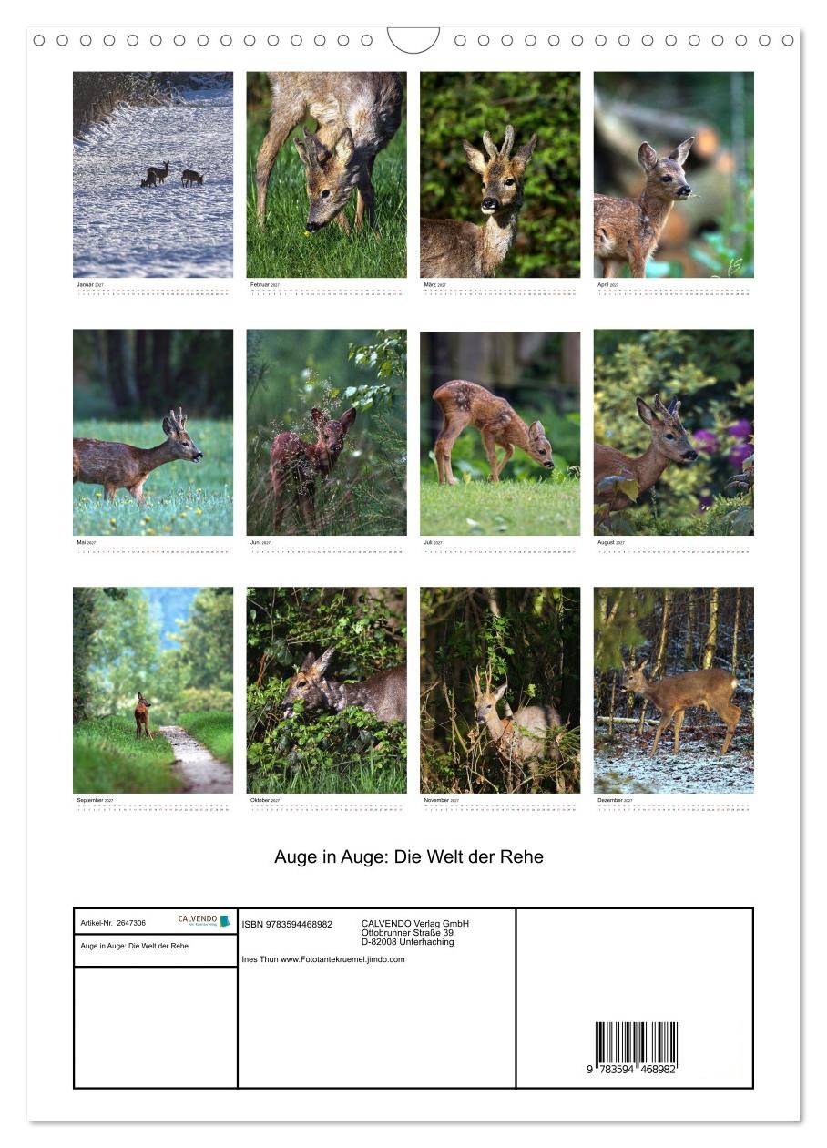Auge in Auge: Die Welt der Rehe