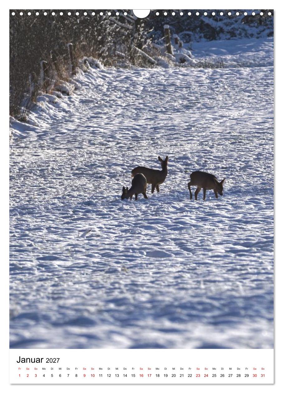 Auge in Auge: Die Welt der Rehe