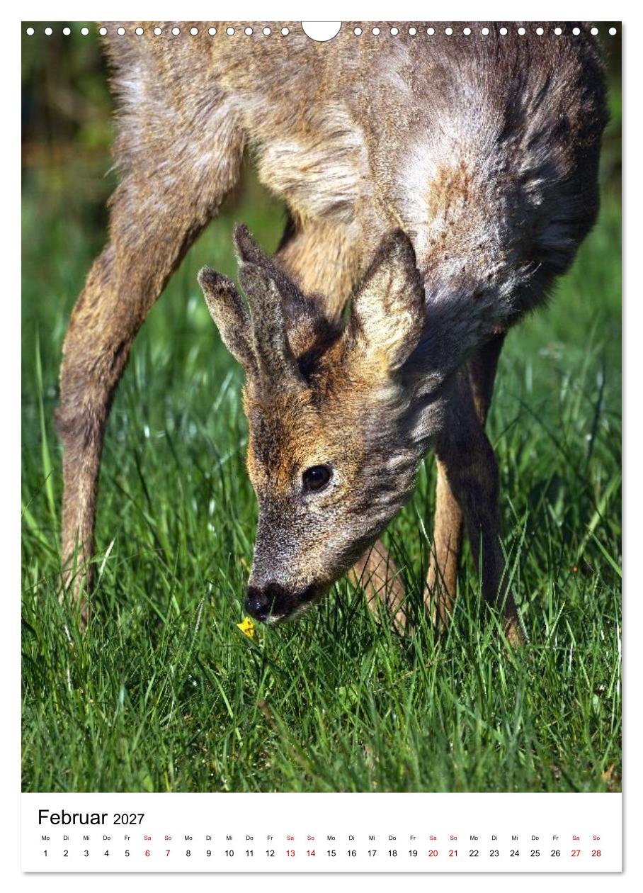 Auge in Auge: Die Welt der Rehe