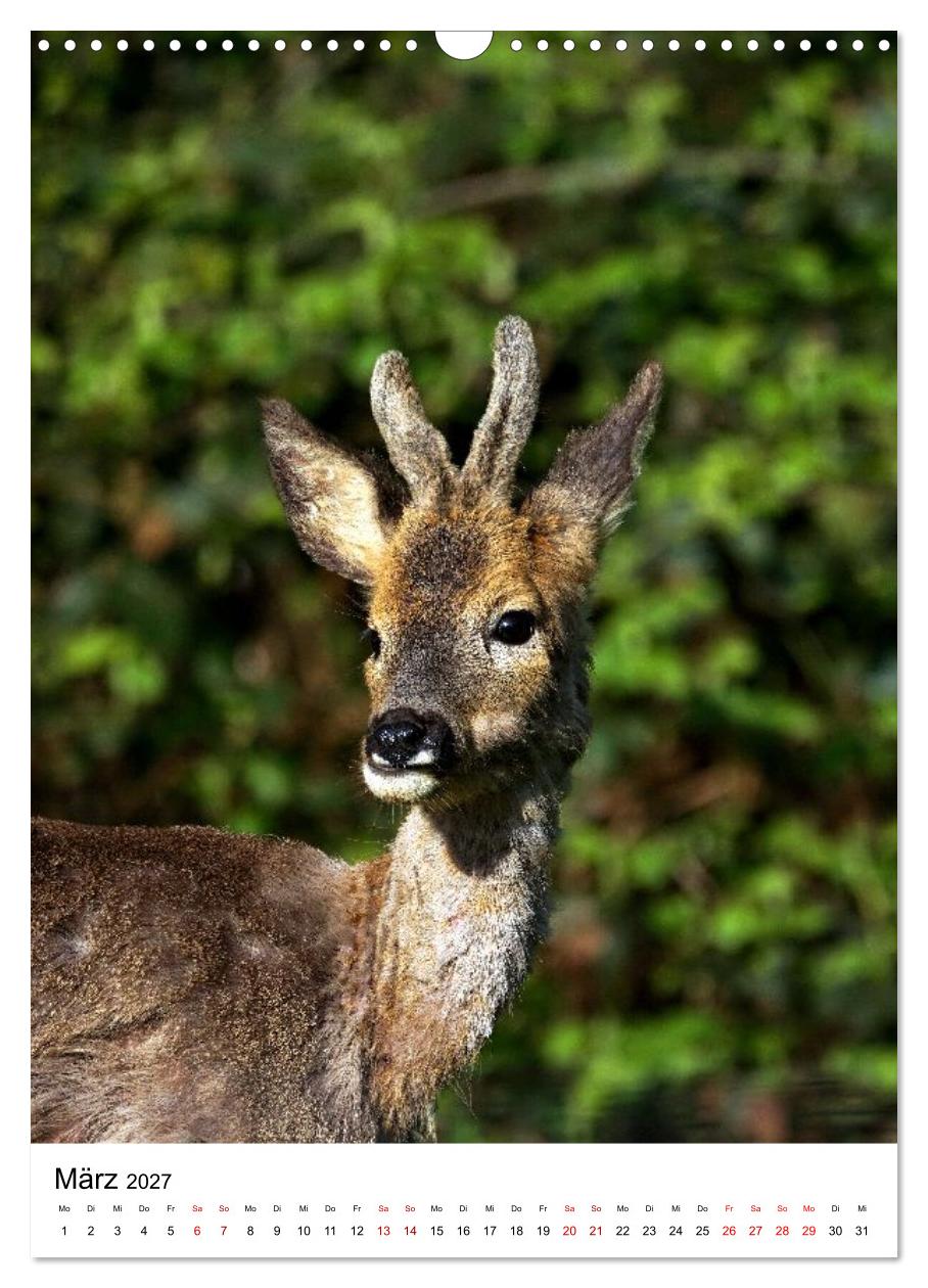 Auge in Auge: Die Welt der Rehe