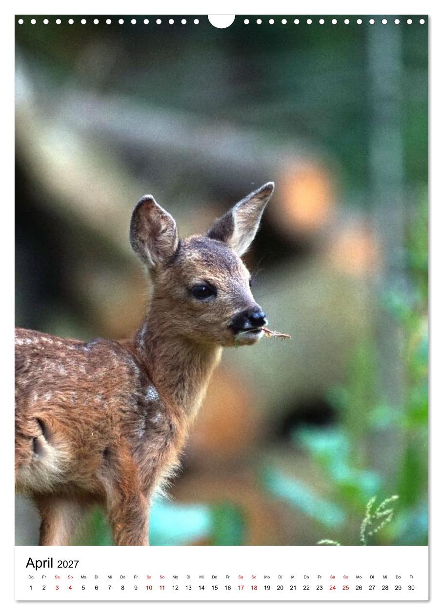 Auge in Auge: Die Welt der Rehe