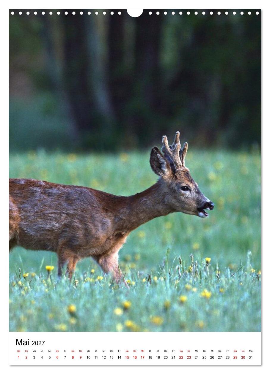 Auge in Auge: Die Welt der Rehe