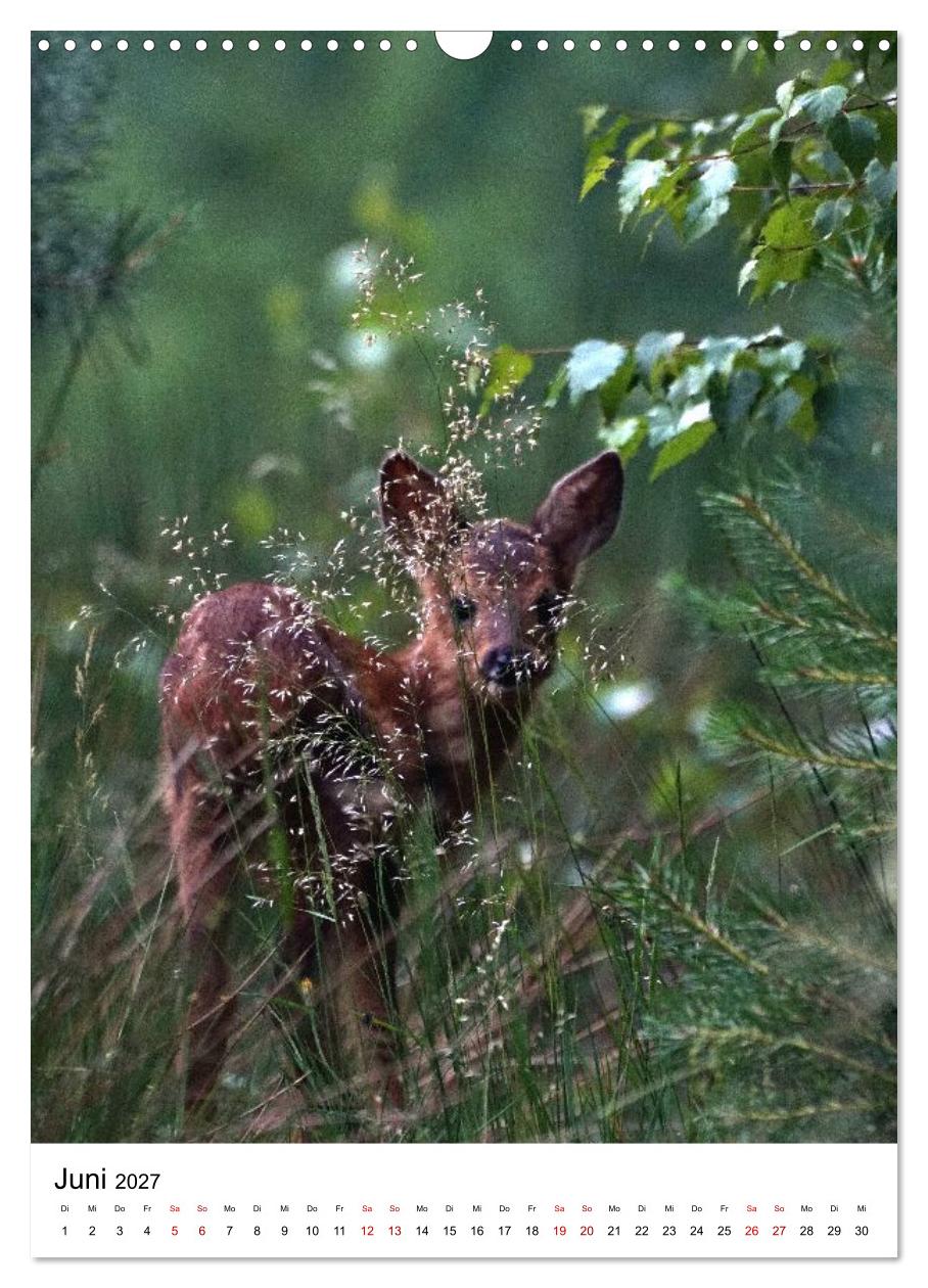 Auge in Auge: Die Welt der Rehe