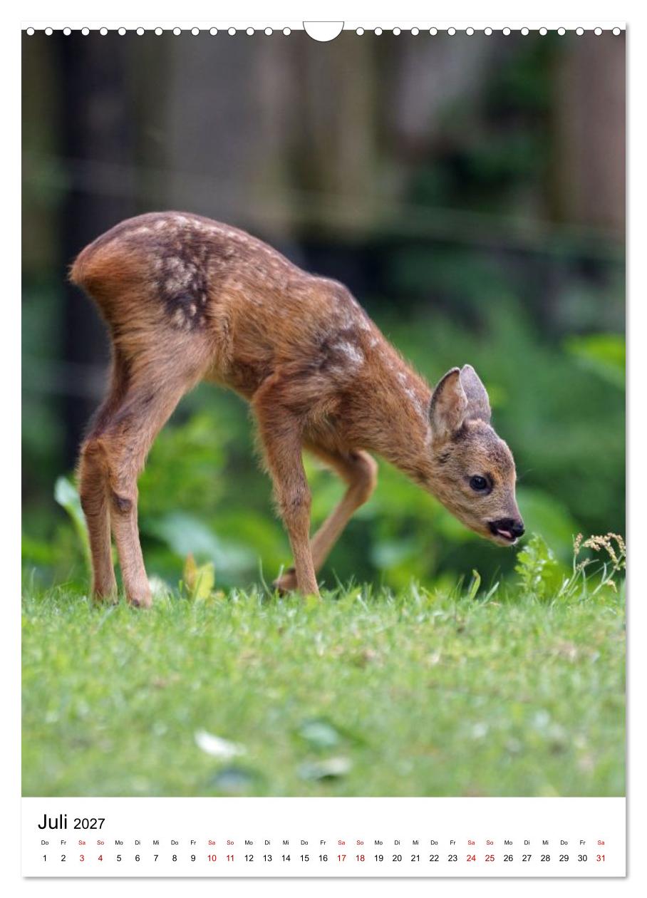 Auge in Auge: Die Welt der Rehe