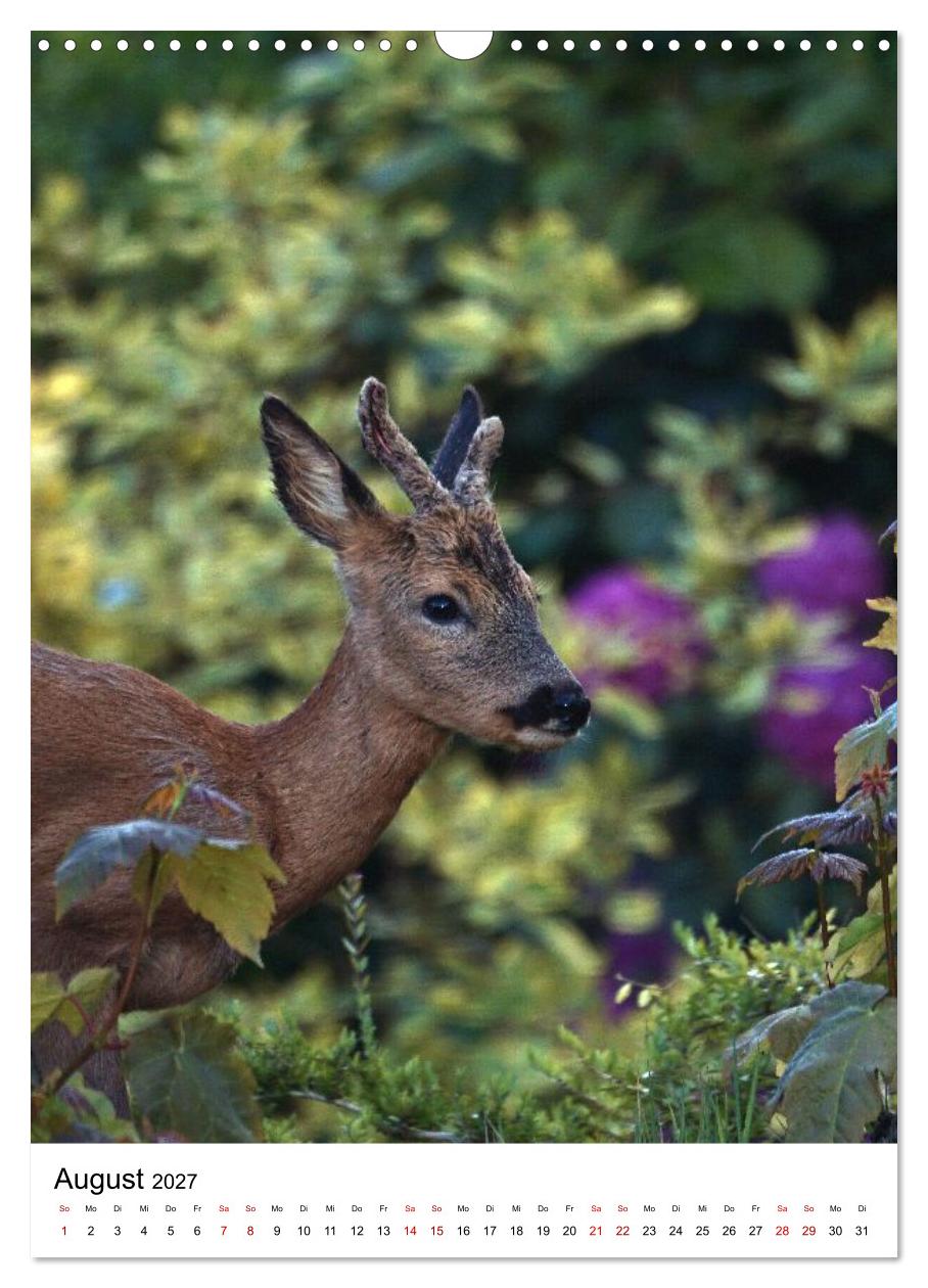 Auge in Auge: Die Welt der Rehe