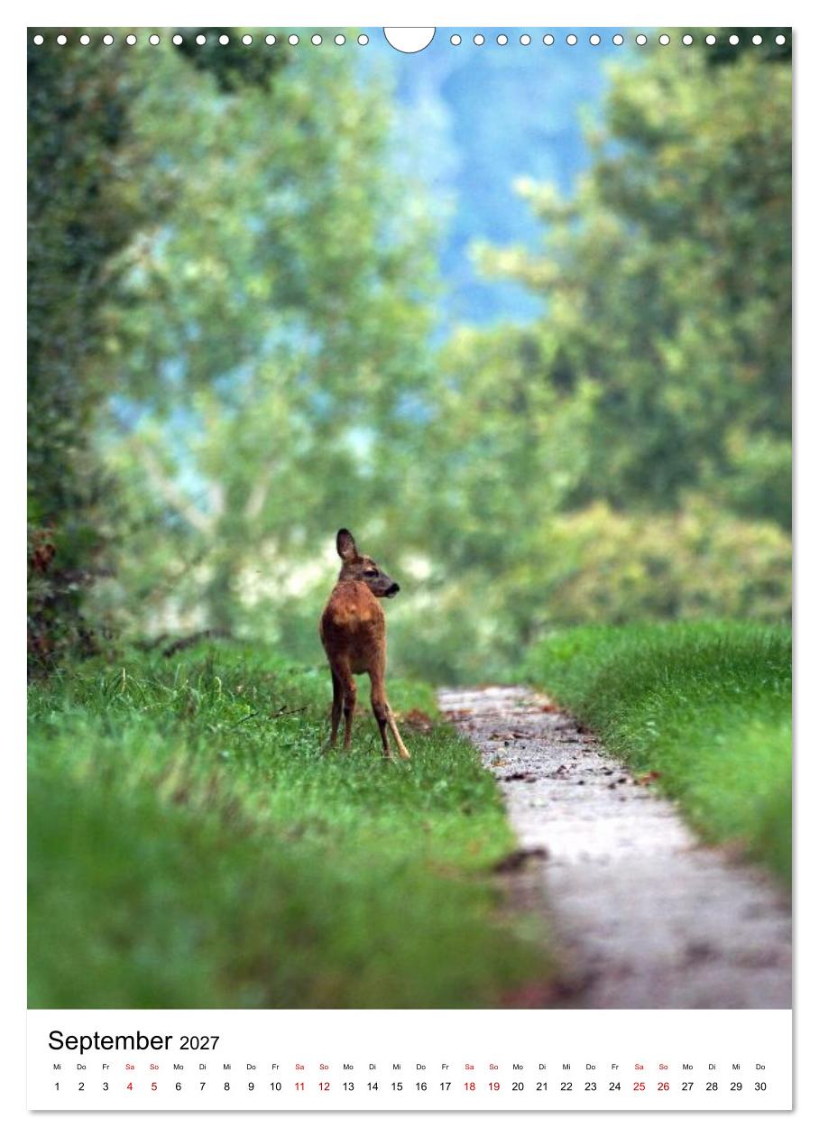Auge in Auge: Die Welt der Rehe