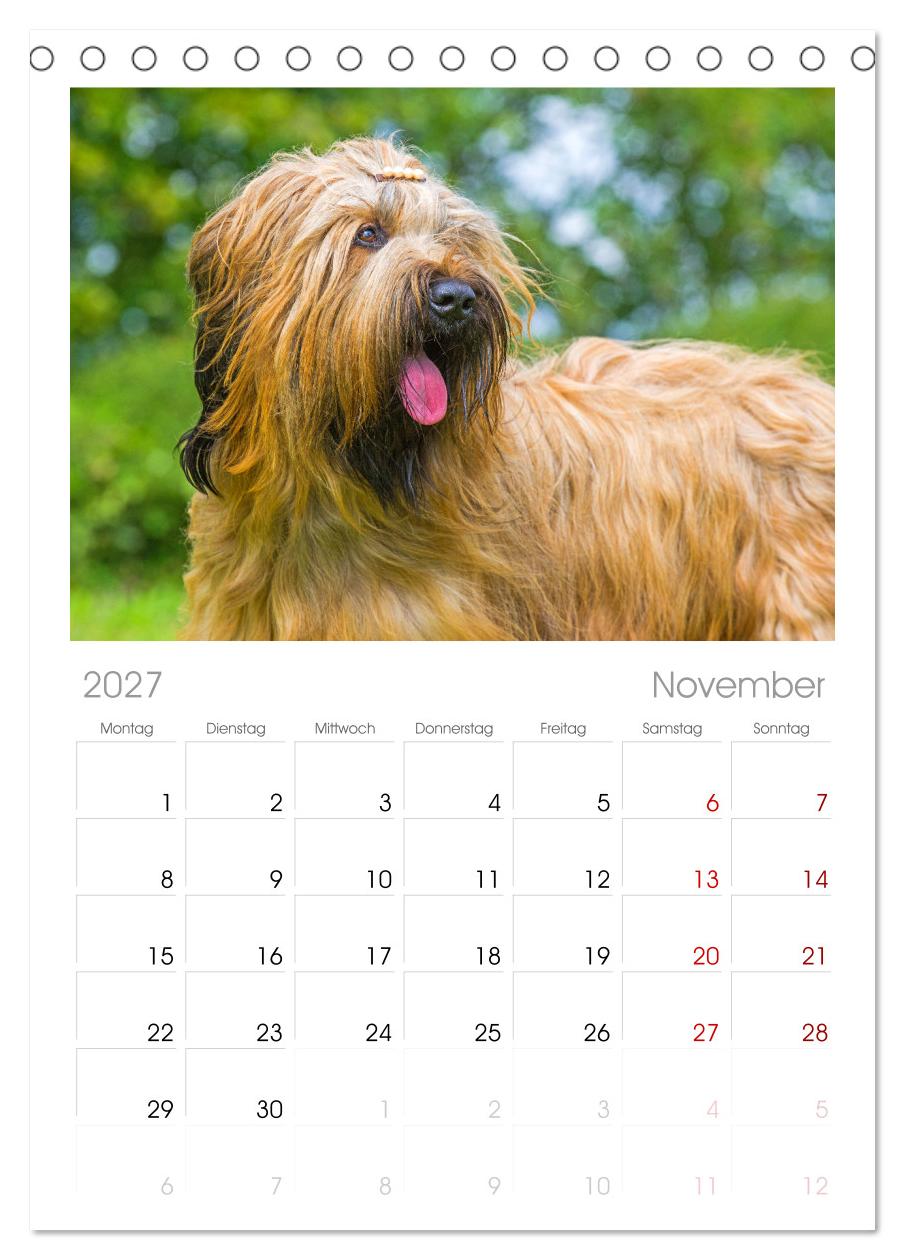 Herz auf vier Pfoten - Briard