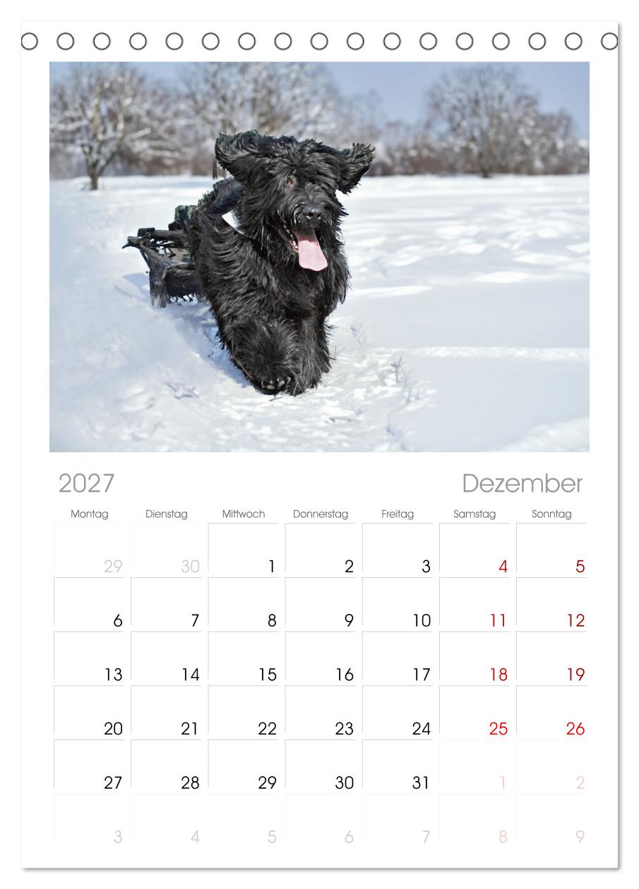Herz auf vier Pfoten - Briard