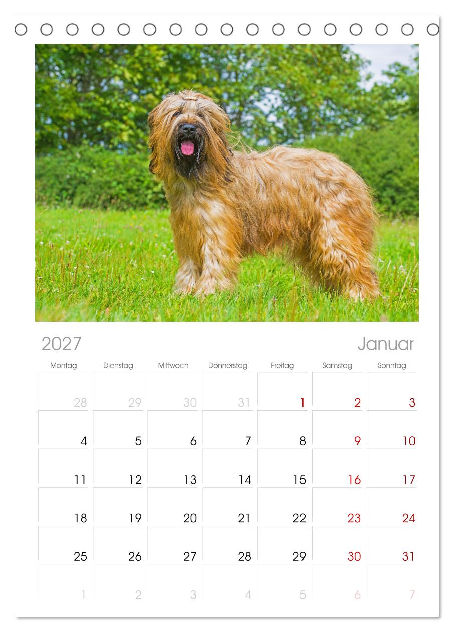 Herz auf vier Pfoten - Briard