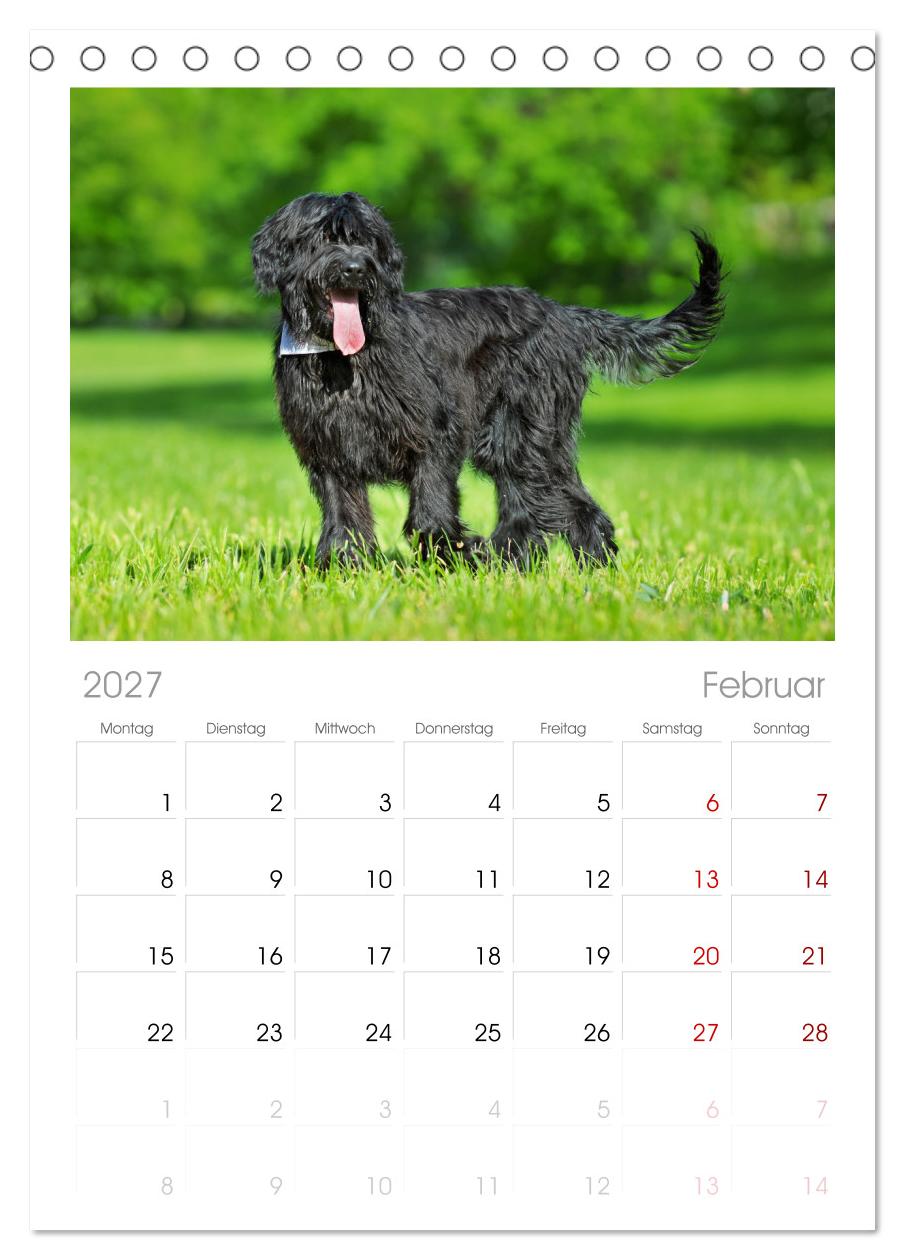 Herz auf vier Pfoten - Briard