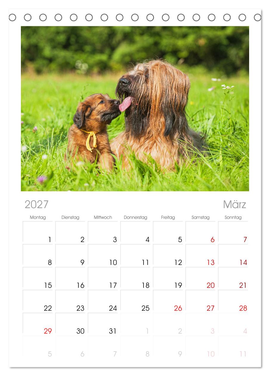 Herz auf vier Pfoten - Briard