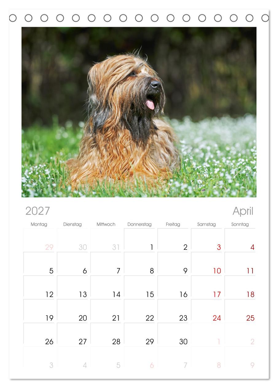 Herz auf vier Pfoten - Briard